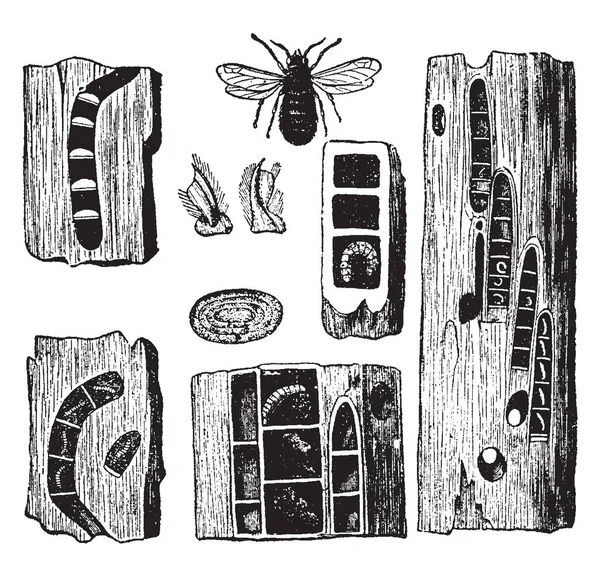 Esta Imagen Representa Carpenter Bee Pupae Huevos Galerías Nidos Dibujo — Archivo Imágenes Vectoriales