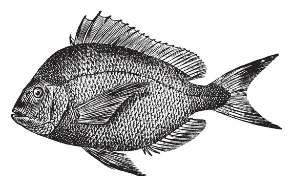 Scup 是大西洋上常见的鱼类 老式线条画或雕刻插图 — 图库矢量图片