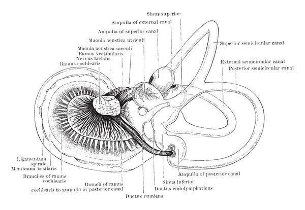 Эта иллюстрация представляет собой лабиринт плода, рисунок винтажных линий или гравировку иллюстрации
.