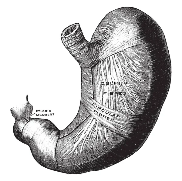 Tento Obrázek Představuje Hluboké Svaly Žaludku Vintage Kreslení Čar Nebo — Stockový vektor
