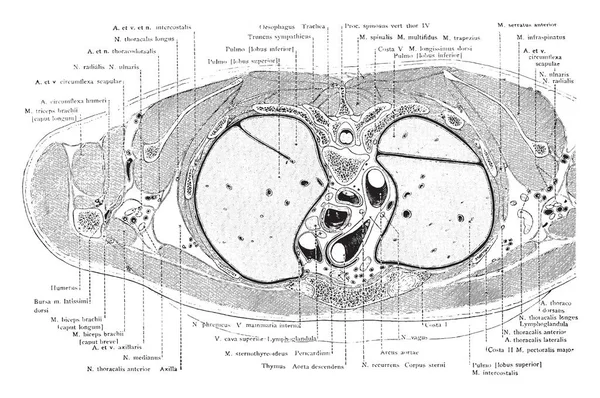 Coupe Travers Milieu Manubrium Sterni Dessin Ligne Vintage Illustration Gravure — Image vectorielle