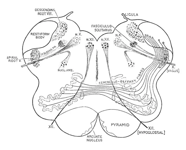 Диаграмма Мозжечковых Оливковых Волокон Рисунок Винтажных Линий Гравировка Иллюстраций — стоковый вектор