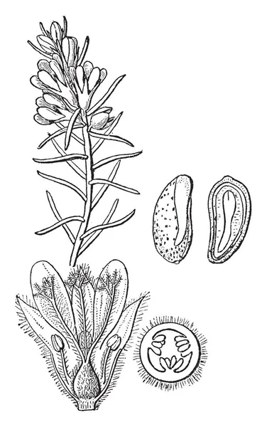Turnera 是西番莲家族开花植物的一个属 图像显示其1节 切开的花 卵巢的一部分 复古线画或雕刻插图 — 图库矢量图片