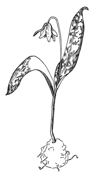 一幅画显示 Bloodroot 这些花从3月开花 它有8 细腻的白色花瓣和黄色雄蕊 复古线画或雕刻插图 — 图库矢量图片