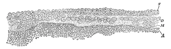 Pellucida Opaca 그림의 왼쪽된 신선한 Unincubated 빈티지 드로잉이 그림의 Blastoderm의의 — 스톡 벡터