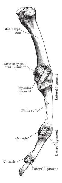 Questa Illustrazione Rappresenta Finger Joint Linea Vintage Disegno Incisione Illustrazione — Vettoriale Stock