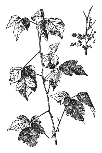 Fabriek Van Poison Ivy Een Klimmen Wijnstok Die Bomen Sommige — Stockvector