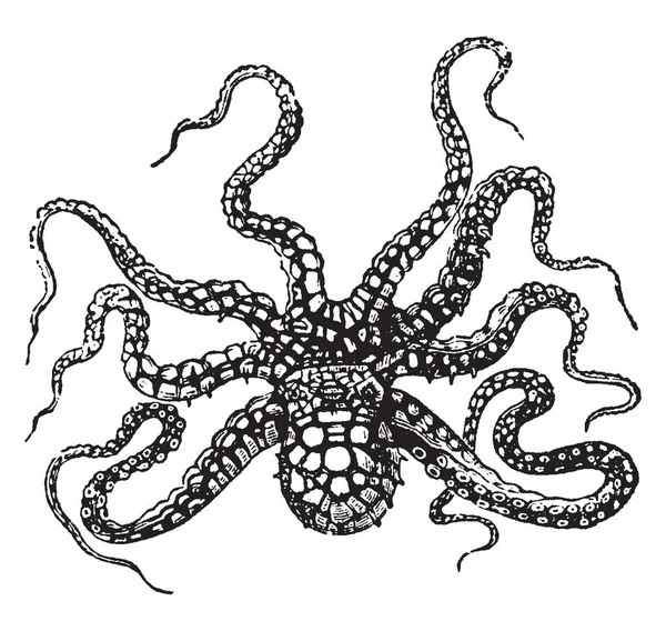 Octopus Horridus Jest Bardzo Brzydki Patrząc Istota Vintage Rysowania Linii — Wektor stockowy