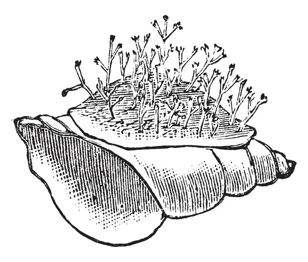 Questa Illustrazione Rappresenta Hydrozoa Incrostando Una Piccola Conchiglia Disegno Linea — Vettoriale Stock