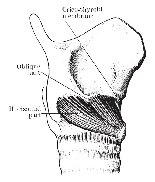 Deze Afbeelding Vertegenwoordigt Cricothyroid Spier Vintage Lijntekening Gravure Illustratie — Stockvector