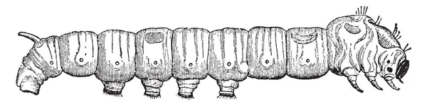 Beşinci Yaş Ipekböceği Neredeyse Caterpillar Devlet Vintage Çizgi Çizme Veya — Stok Vektör