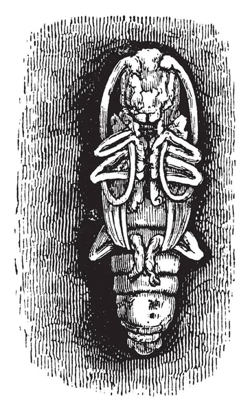 그림을 나타냅니다 번데기 빈티지 드로잉 — 스톡 벡터