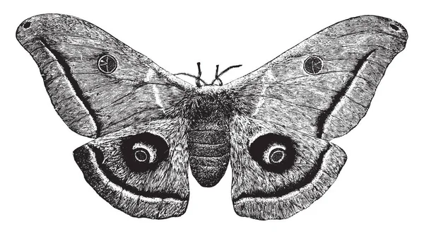 Amerikanska Silkworm Moth Medlem Nordamerikanska Familjen Påfågelspinnare Vintage Linje Ritning — Stock vektor