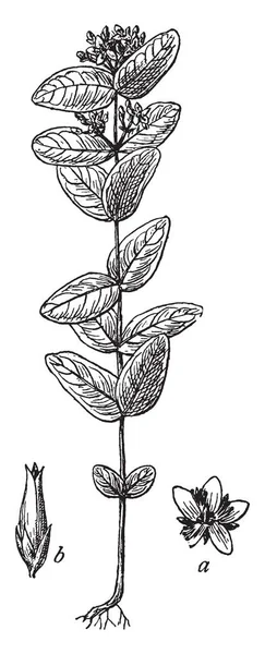 画像は マーシュ聖ヨハネの麦汁植物を示しています ミズオトギリ Virginicum ともいいます それは オトギリソウ科に属しています ショーの花と一部の の部分は種子カプセル ヴィンテージの線描画や彫刻イラストを示しています — ストックベクタ