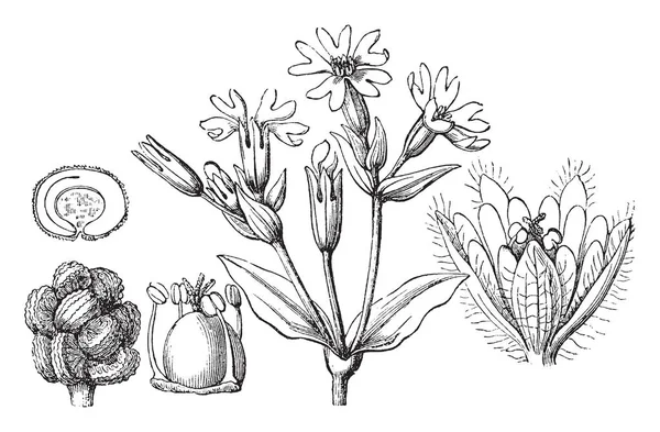 カンピオンの画像は一度 Lychnis Diurna として知られていた ナデシコ ビンテージの線描画や彫刻イラストで草本の顕花植物 — ストックベクタ