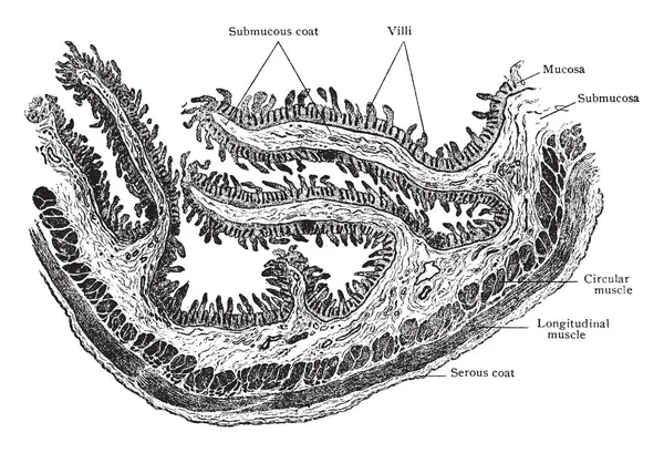 Диаграмма Представляет Собой Продольное Сечение Duodenum Рисунок Винтажной Линии Гравировка — стоковый вектор