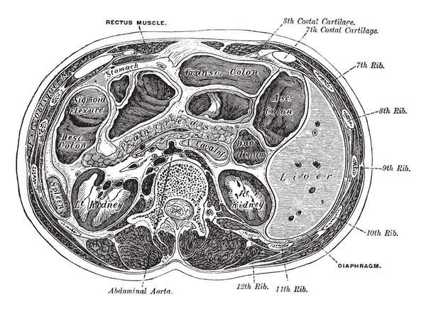 Bu resimde gövde, vintage çizgi çizme veya oyma illüstrasyon enine bölümünü temsil eder..