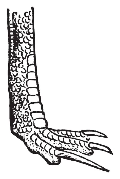 Tento Obrázek Představuje Nohy Cassowary Vintage Kreslení Čar Nebo Gravírování — Stockový vektor