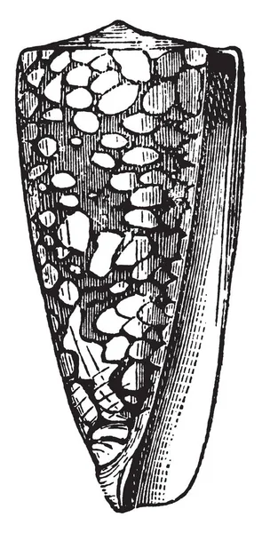 Conus Nobilis Especialmente Rico Especies Así Como Numerosos Individuos Dibujo — Archivo Imágenes Vectoriales