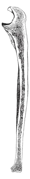 Иллюстрация Представляет Продольное Сечение Ульны Рисунок Винтажной Линии Гравировка — стоковый вектор