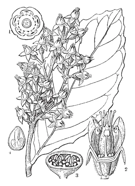 Neste Quadro Parte Interna Flor Nele Flores Ervilhas Semente Desenho —  Vetores de Stock