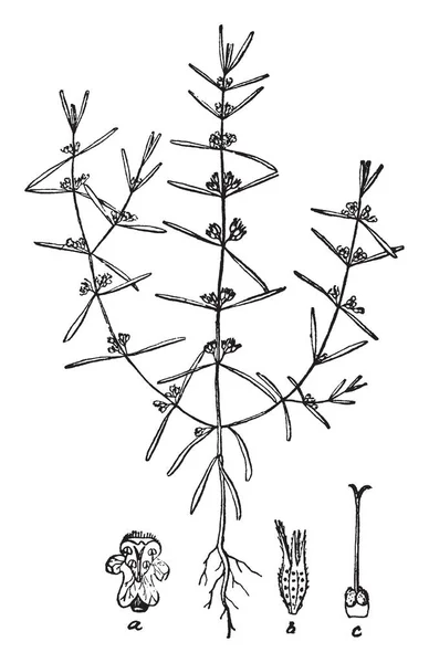 Зображення Рослини Літнього Саворі Належить Родини Lamiaceae Зображенні Зображено Коронку — стоковий вектор