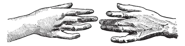 Фруктовий Кошик Зроблений Двома Руками Щоб Торкнутися Верхньої Частини Руки — стоковий вектор