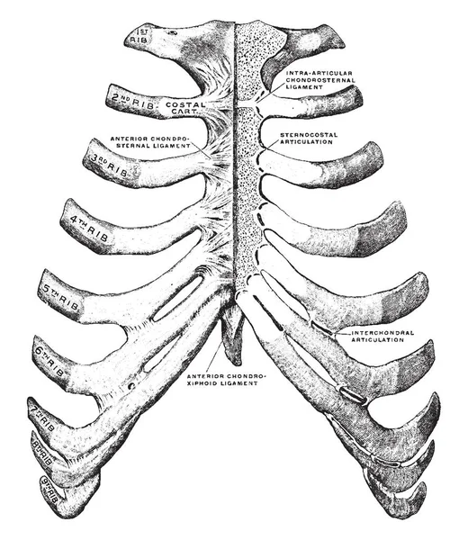 Esta Ilustración Representa Esternón Costillas Dibujo Línea Vintage Ilustración Grabado — Archivo Imágenes Vectoriales