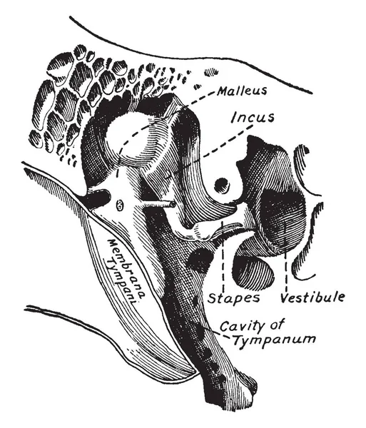 Esta Ilustración Representa Huesos Pequeños Ligamentos Del Oído Dibujo Línea — Vector de stock