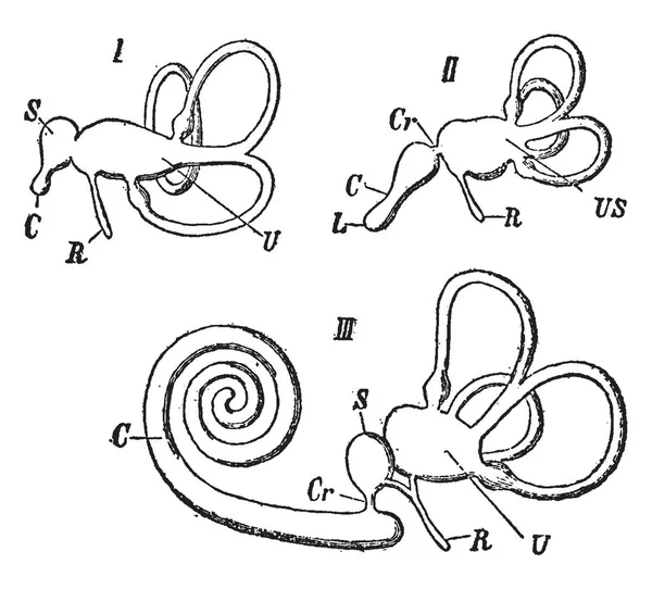 Oreja Interna Diferentes Vertebrados Como Aves Mamíferos Dibujo Líneas Vintage — Archivo Imágenes Vectoriales