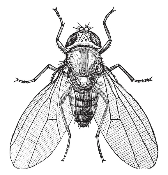 Wspólne Muszki Owocowej Jest Owad Rodzinie Drosophilidae Vintage Rysowania Linii — Wektor stockowy