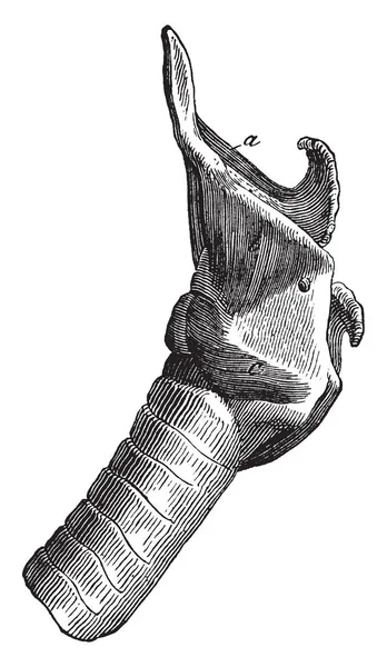 Ларінкс Язи Коня Hyoepiglottius Hyothyroideus Cricothyroideus Присутні Вінтажний Малюнок Лінії — стоковий вектор