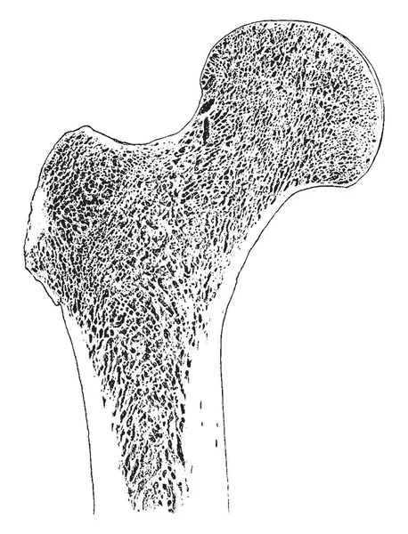 この図は正面セクションを通じて上部端の大腿骨 ビンテージの線描画や彫刻イラストを表します — ストックベクタ