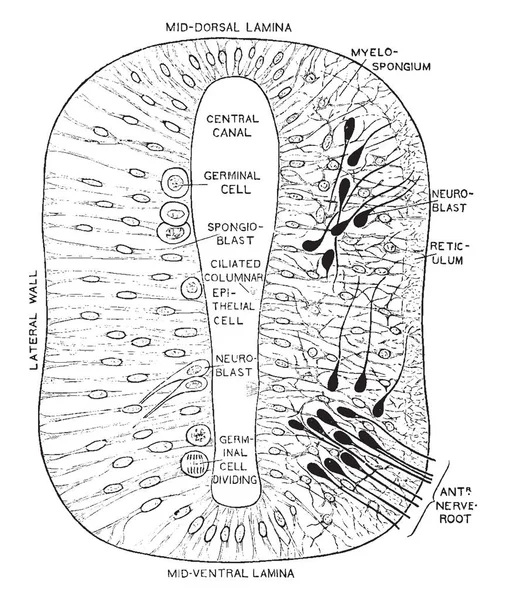 Esta Ilustración Representa Sección Través Del Tubo Neural Temprano Dibujo — Vector de stock