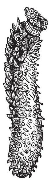 插图显示广泛的长度身体和革质皮肤 在世界各地的海底发现 因为它的黄瓜喜欢形状称为海参 身体有一个单一的 分支的性腺 复古线画或雕刻插图 — 图库矢量图片