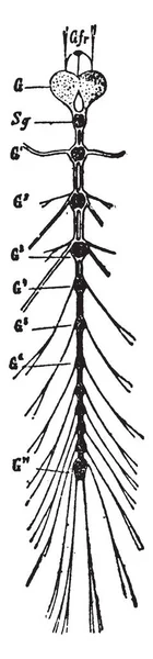 Esta Ilustração Representa Sistema Nervoso Uma Joaninha Larva Desenho Linha —  Vetores de Stock
