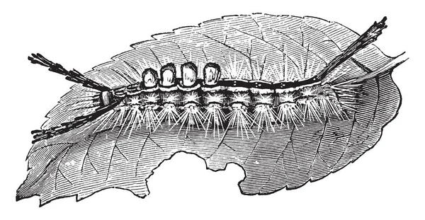 Білий Позначені Tussock Гусениця Молі Сім Lymantriidae Vintage Штриховий Малюнок — стоковий вектор