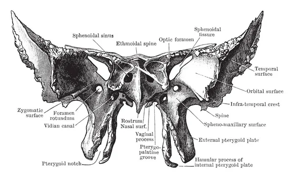 Esta Ilustración Representa Sphenoid Visto Desde Frente Dibujo Línea Vintage — Archivo Imágenes Vectoriales