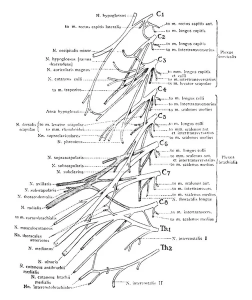 この図は子宮頸管と上腕神経叢 ビンテージの線描画や彫刻イラストを表します — ストックベクタ