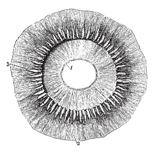 この図は ビンテージの線描画や彫刻イラスト 後ろから見られるように目の毛様体のプロセス — ストックベクタ