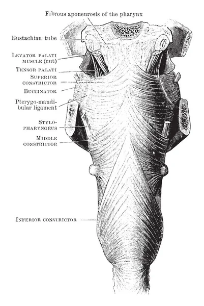 Cette Illustration Représente Les Muscles Constricteurs Pharynx Dessin Ligne Vintage — Image vectorielle