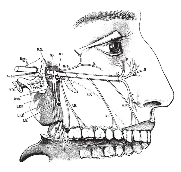 Cette Illustration Représente Superior Maxillary Nerve Dessin Ligne Vintage Illustration — Image vectorielle