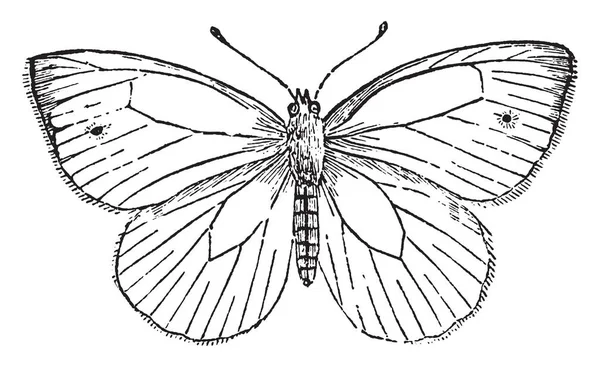 Pieris Napi Zeer Vergelijkbaar Met Cabbage Butterfly Vintage Lijntekening Gravure — Stockvector