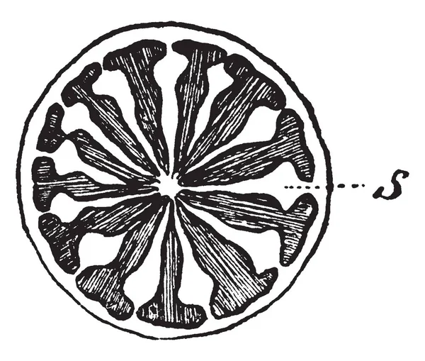 Diagrama Fruta Amapola Cortada Debido Esto Los Septos Interior Son — Vector de stock