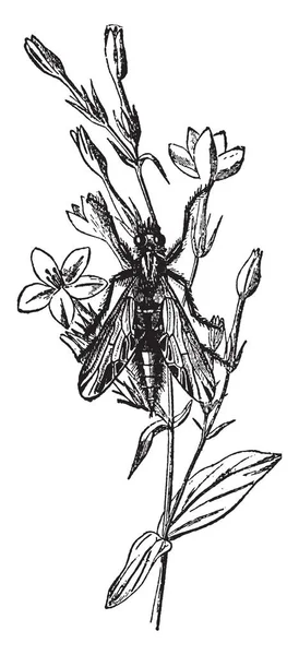 Asilus Crabroniformis Распространен Всей Европе Рисунок Винтажных Линий Гравировка — стоковый вектор