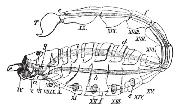 插图显示 Scopionidae 这里大部分的附属物被移除 有第四到第二十 Somite 和两个后续的头段 复古线画或雕刻插图 — 图库矢量图片