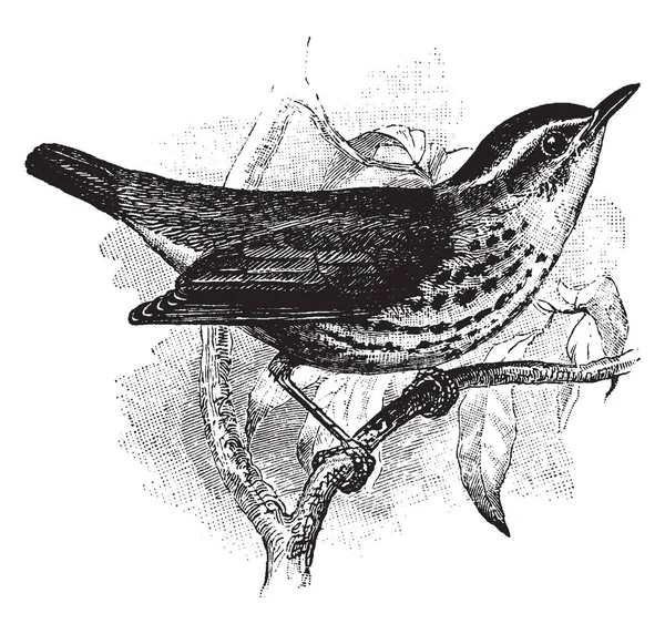 New York Waterthrush Familyasından Bir Kuş Türü Yeni Dünya Warblers — Stok Vektör