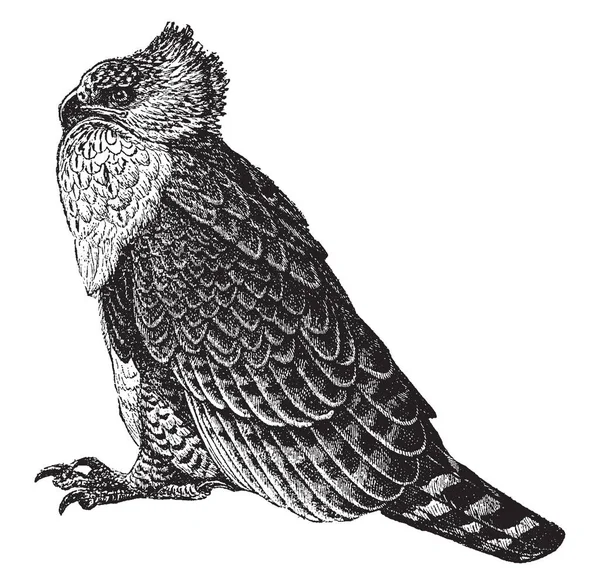 Águila Marcial Águila Más Grande África Dibujo Línea Vintage Ilustración — Archivo Imágenes Vectoriales