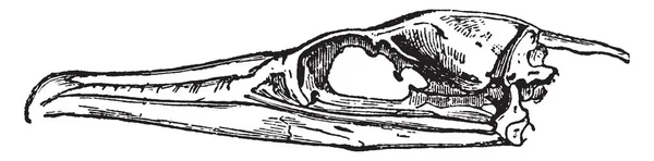 被角质物质包围的鸬鹚比尔 老式线条画或雕刻插图 — 图库矢量图片