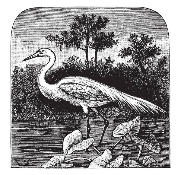 Great Egret Stor Vadefugl Ardeidae Familien Hegrer Vintage Line Tegning – stockvektor